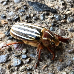 Polyphylla decemlineata