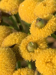 Rhopalomyia tanaceticola