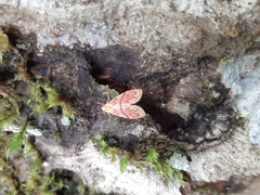 Miltochrista miniata