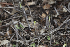 Pterostylis setulosa
