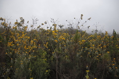 Stirtonanthus taylorianus