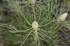 Isopogon