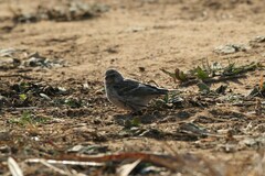 Crithagra atrogularis atrogularis