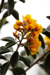 Stirtonanthus taylorianus