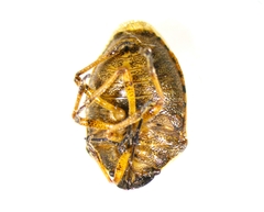 Neottiglossa pusilla