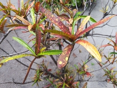 Codiaeum variegatum