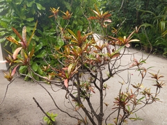 Codiaeum variegatum