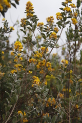 Stirtonanthus taylorianus