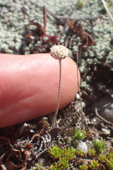 Leptinella conjuncta