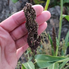 Echinochloa esculenta