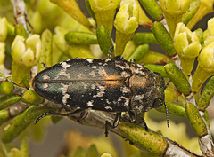 Diphucrania