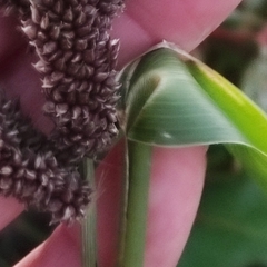 Echinochloa esculenta