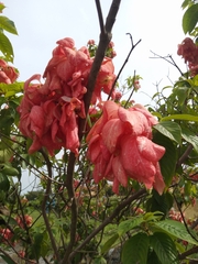 Mussaenda philippica