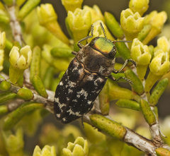 Diphucrania