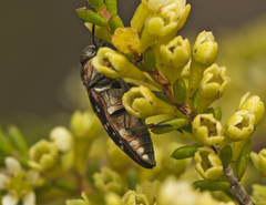 Diphucrania