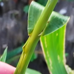 Echinochloa esculenta
