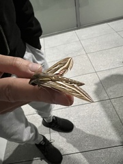 Hippotion celerio