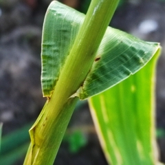Echinochloa esculenta