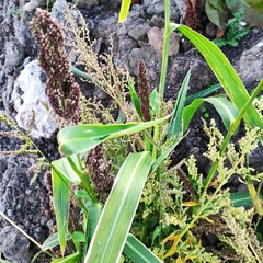 Echinochloa esculenta