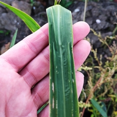 Echinochloa esculenta