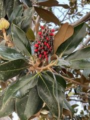 Magnolia grandiflora