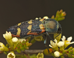 Castiarina