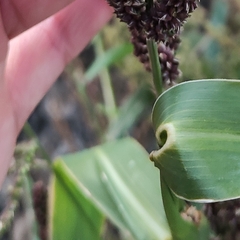 Echinochloa esculenta