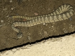 Crotalus tigris