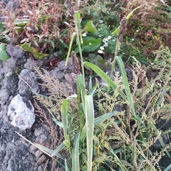 Echinochloa esculenta