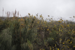Stirtonanthus taylorianus