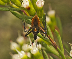 Trachylestes aspericollis