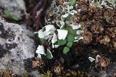 Cladonia foliacea