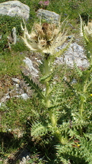 Cirsium spinosissimum