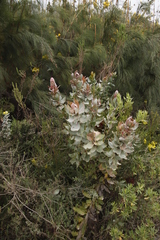 Protea eximia