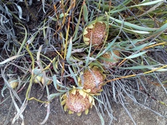 Protea laevis