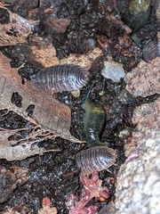 Armadillidiidae