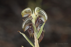 Pterostylis sanguinea