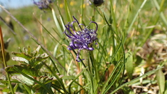 Phyteuma hemisphaericum