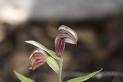 Pterostylis sanguinea