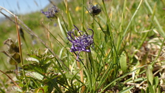 Phyteuma hemisphaericum