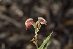 Pterostylis sanguinea