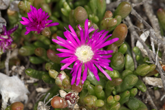 Disphyma crassifolium