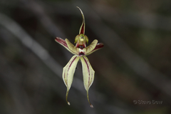 Caladenia brevisura