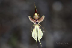 Caladenia brevisura