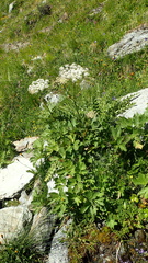 Peucedanum ostruthium