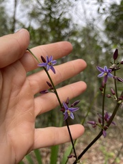 Dianella longifolia