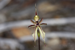 Caladenia brevisura