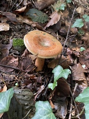 Lactarius salmonicolor