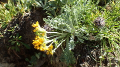 Jacobaea incana