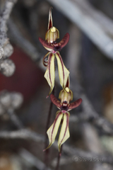 Caladenia brevisura